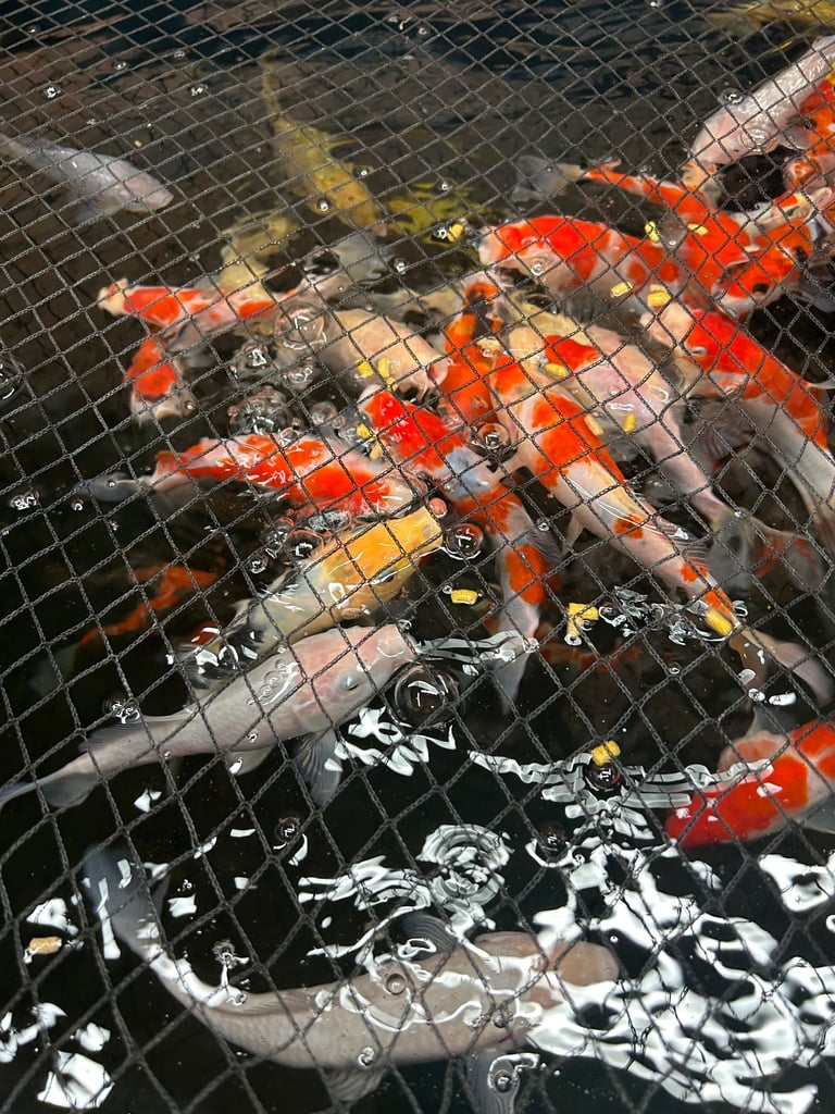 Koi  sturgeon and goldfish 