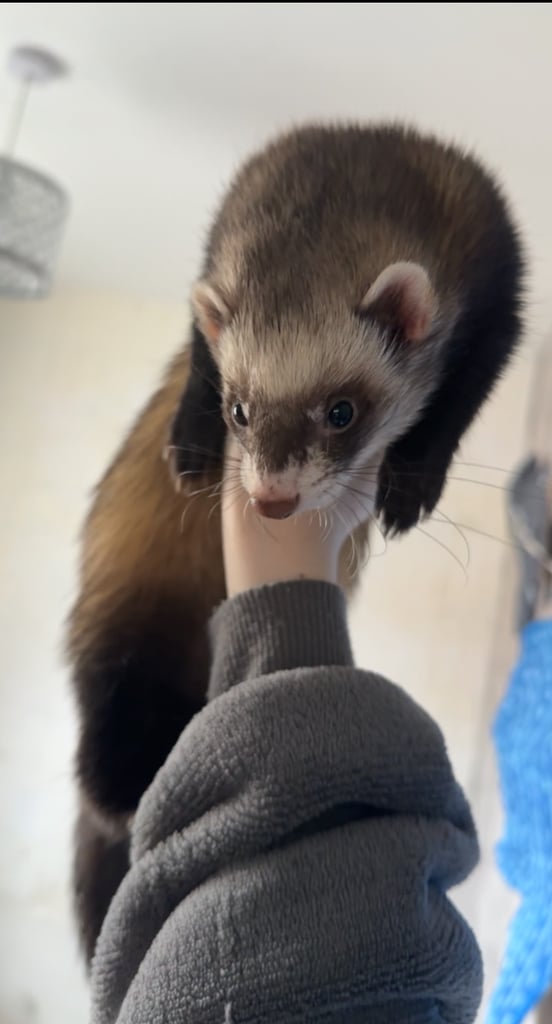 Jill and hob ferrets