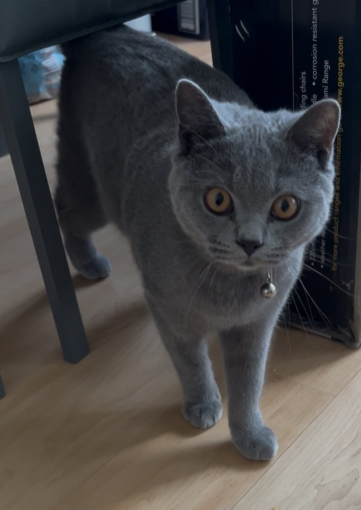 British short hair (Male) looking for his forever home 