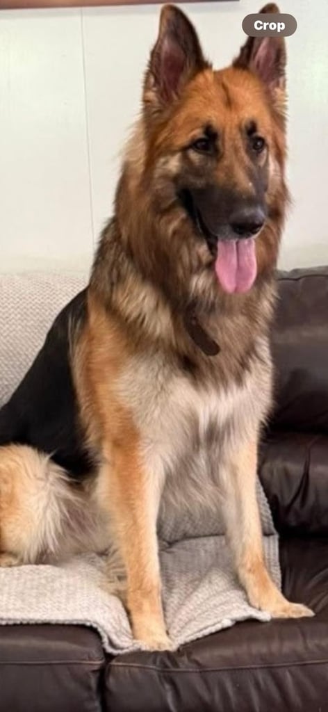 image for German Shepherd Male