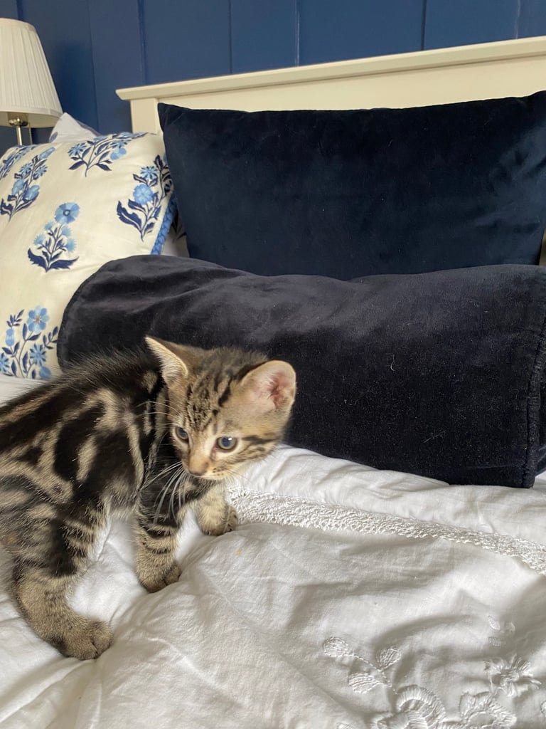 4 beautiful Bengal X kittens Boys £200