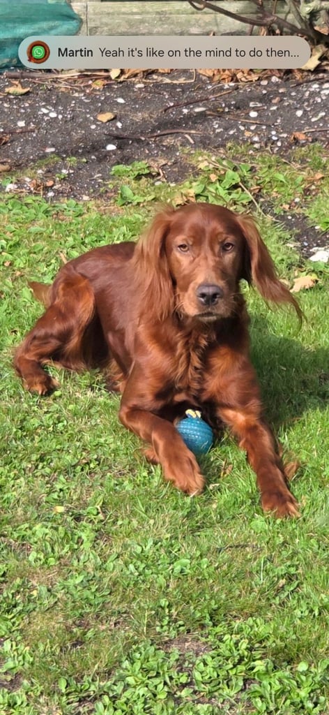 Irish setter 