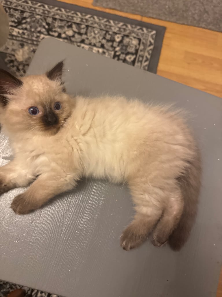 Ragdoll kitten Male 