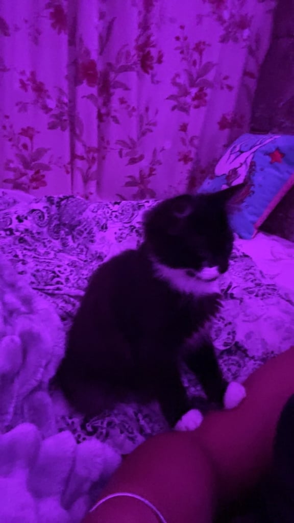 image for Baby kitten