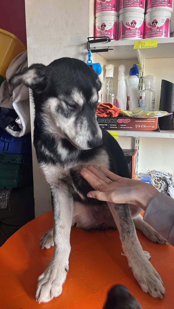 2 female pups - £500 each