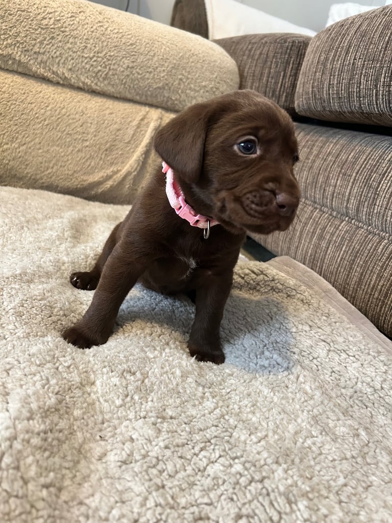 3 Labrador puppies left 