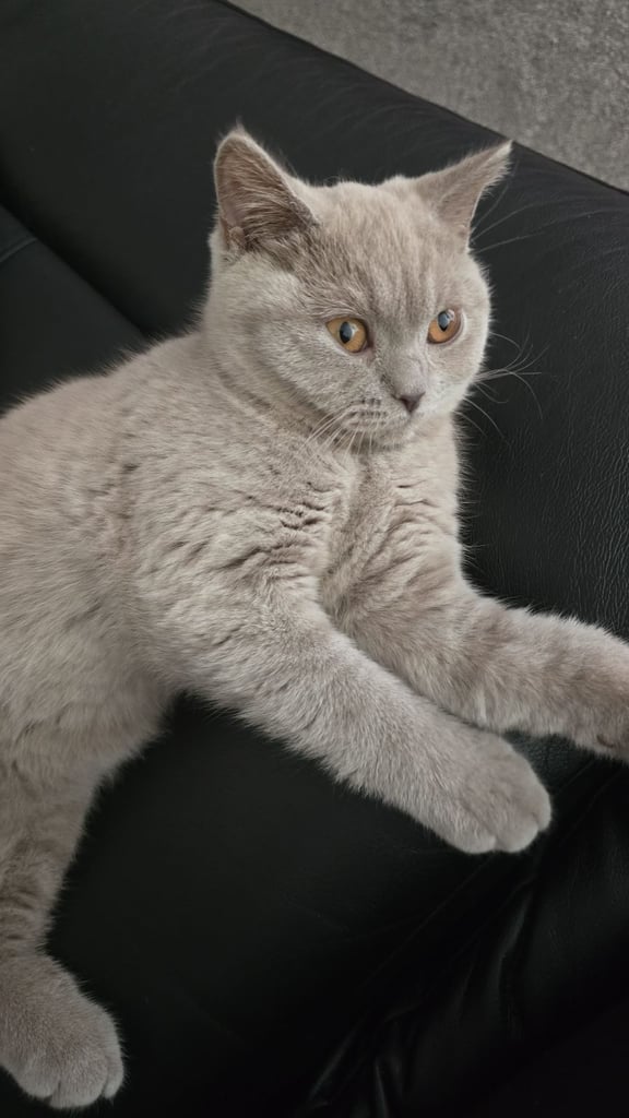 British short haired 