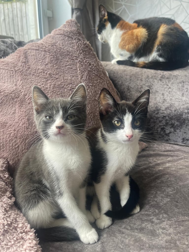 Kittens for sale both males