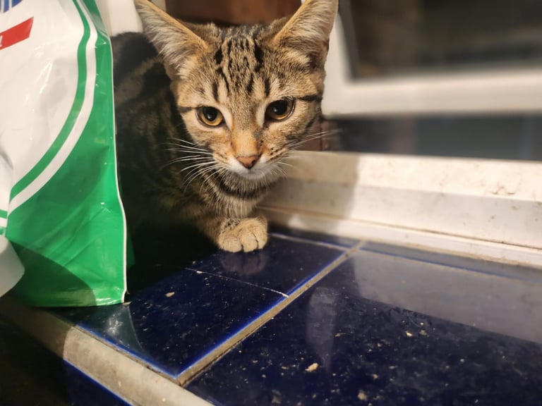 2 Beautiful girls looking for New homes