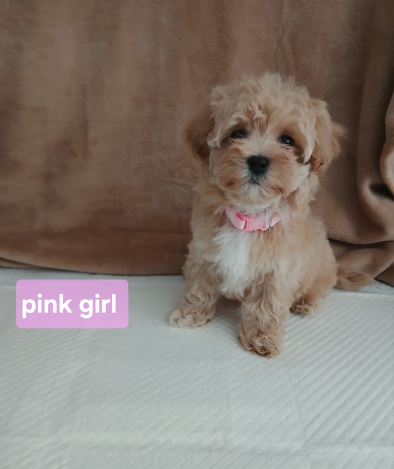 Stunning maltipoo pups 