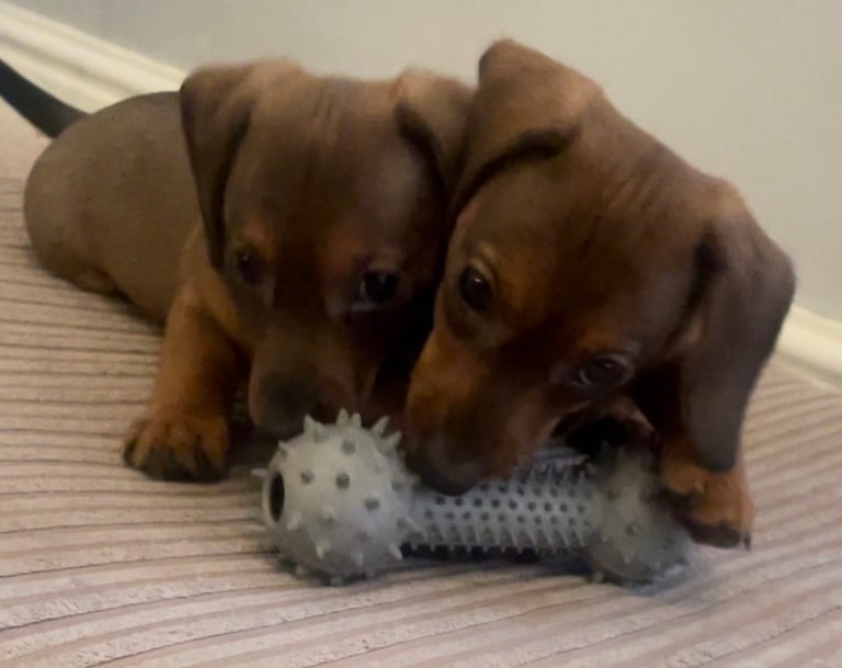 Miniature Dachshund Puppies 