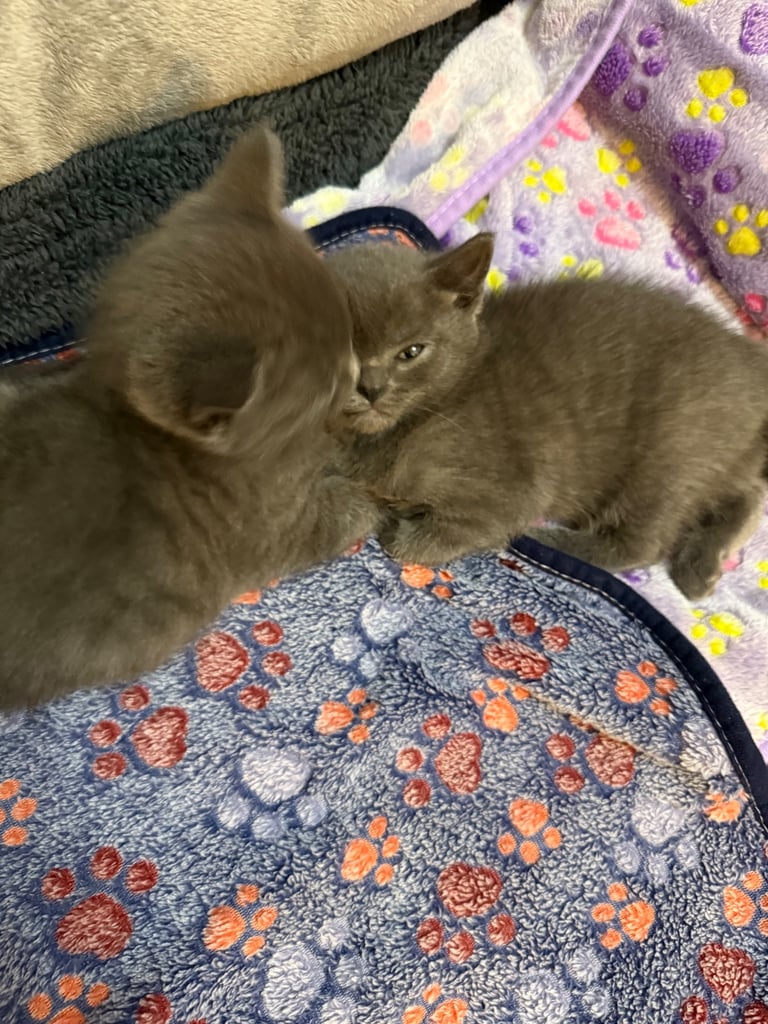 Ragdoll x British shorthair mix kitten 