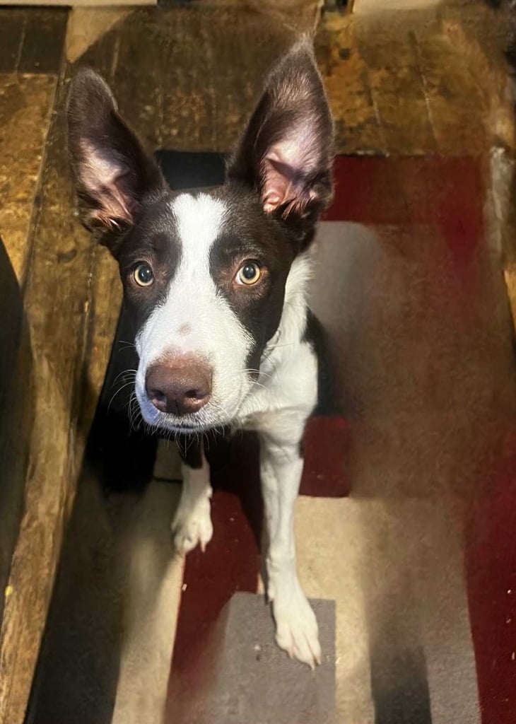 Border collie puppy