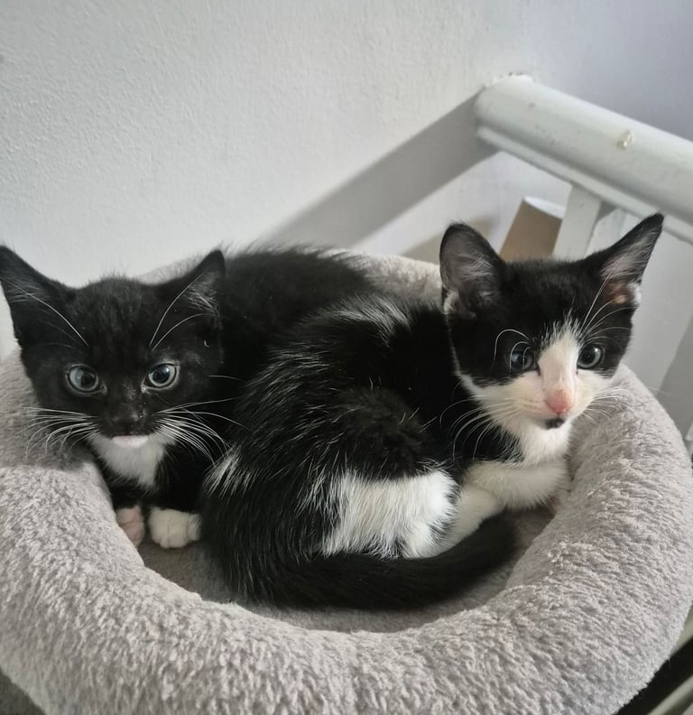 Beautiful Kittens Ready for Forever Home 
