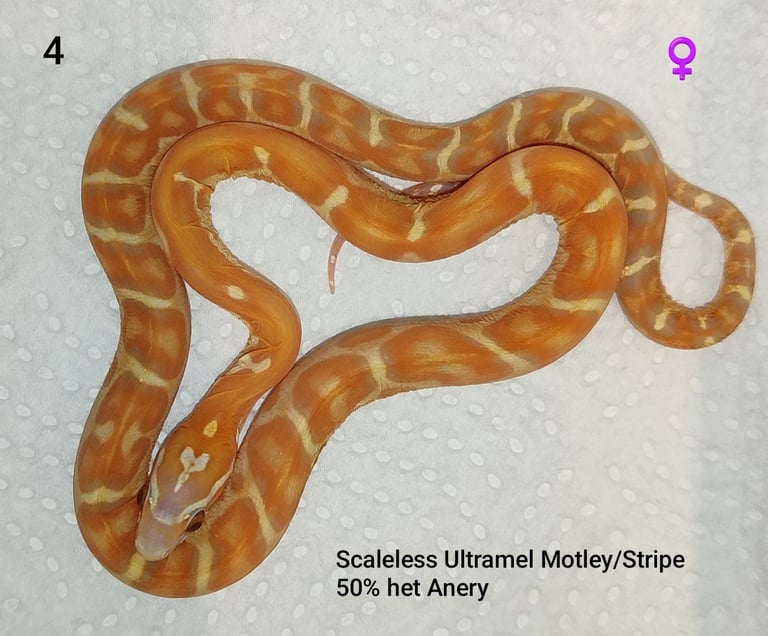 Scaleless Cornsnakes