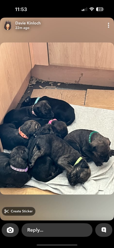 Cain corso pups 