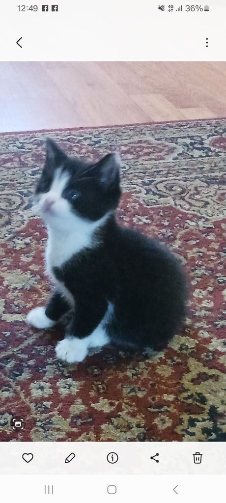 Kittens ready to go to new homes 