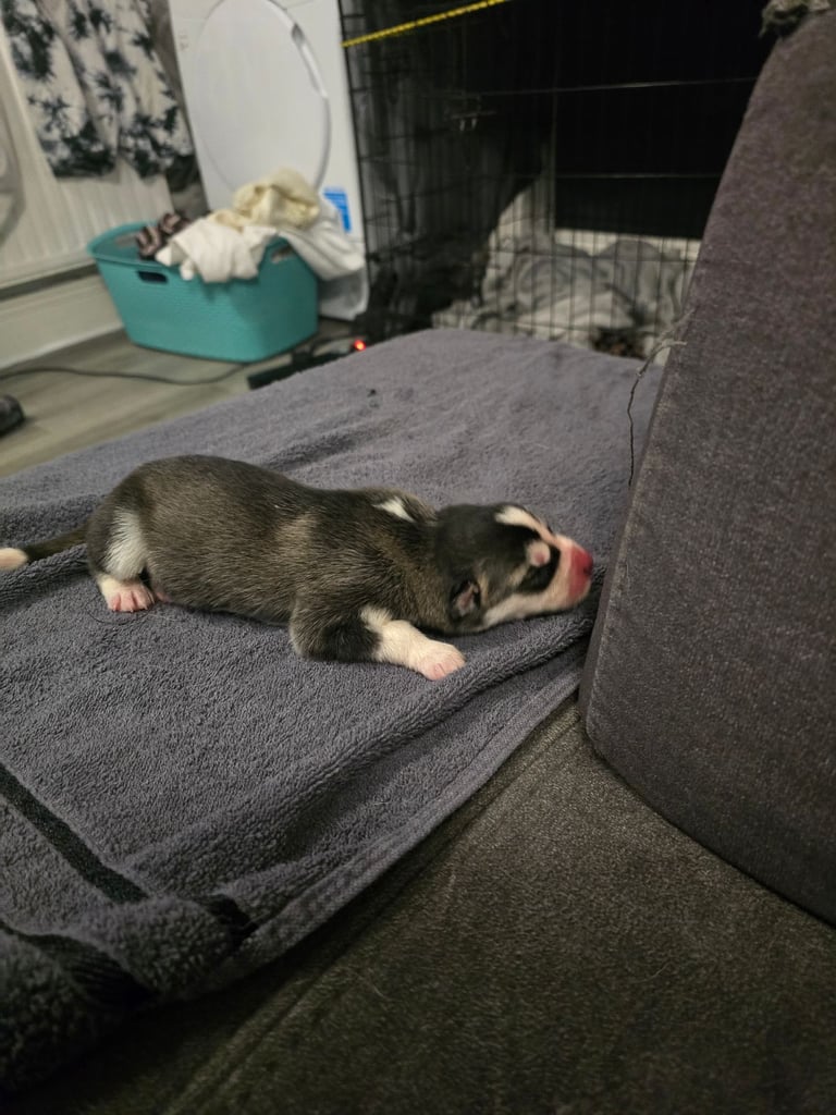 New born Siberian Husky puppy for sale, healthy and ready to go home in 8 weeks.