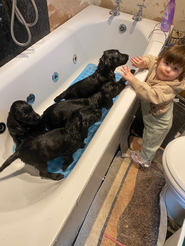 READY NOW Kc reg Labrador puppies both jabs microchip flea worm insured 