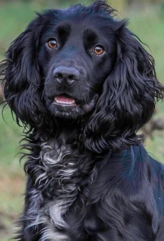 6 beautiful Cockapoo puppies 