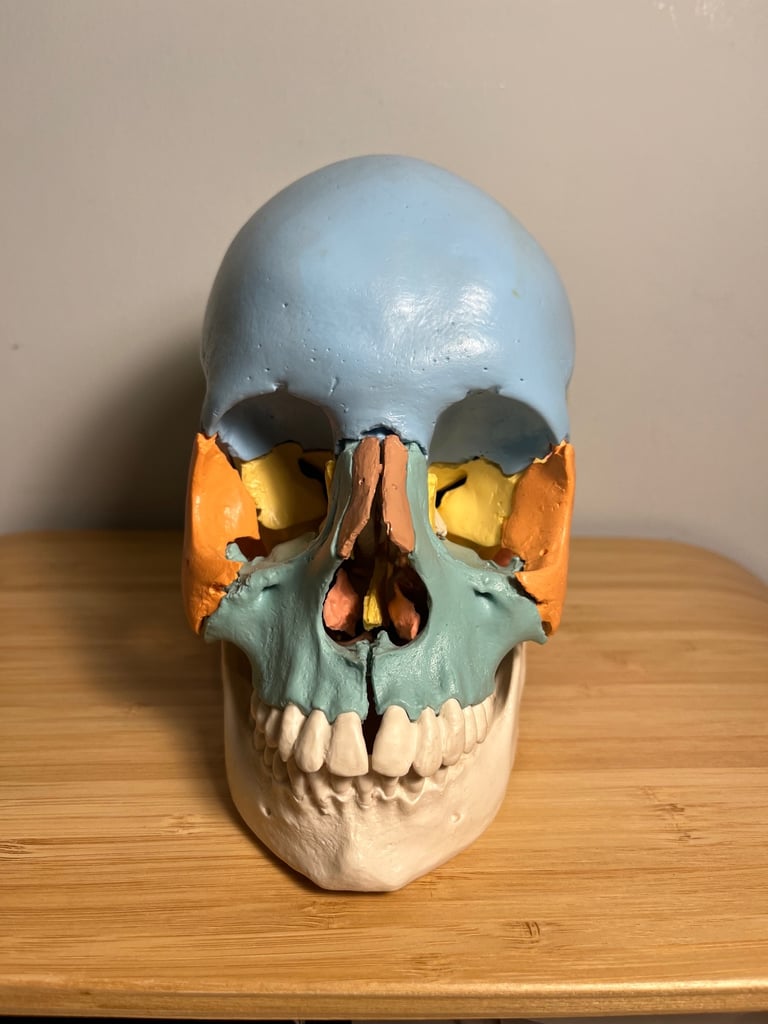 image for 3B Scientific® Beauchene Adult Human Skull