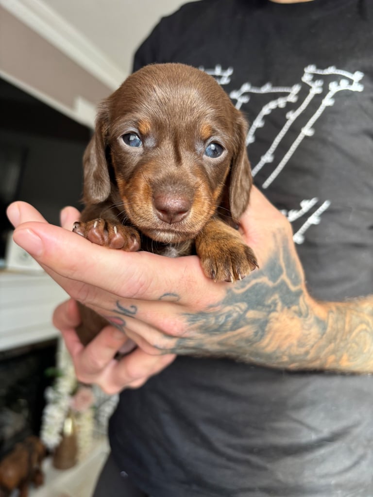 Miniature dachshund for sale £1200