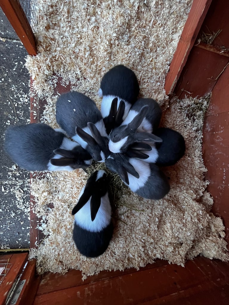 Baby rabbits for sale 