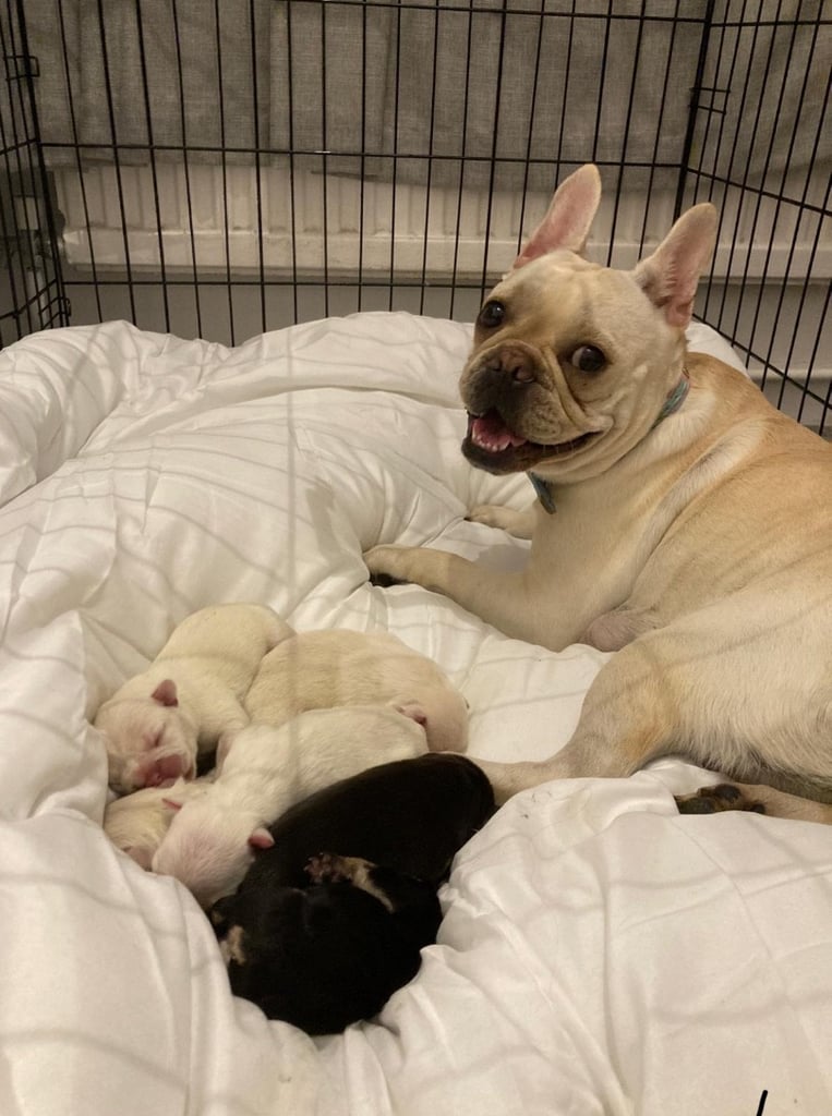 6 beautiful French bulldog puppies for sale 