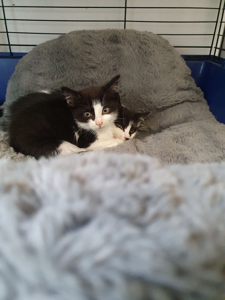 Kitten 1 left ready to leave now 