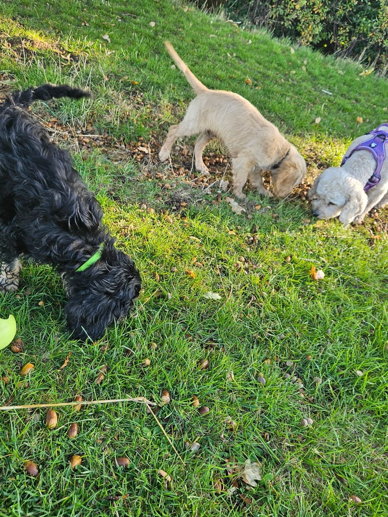 Cockerpoo 