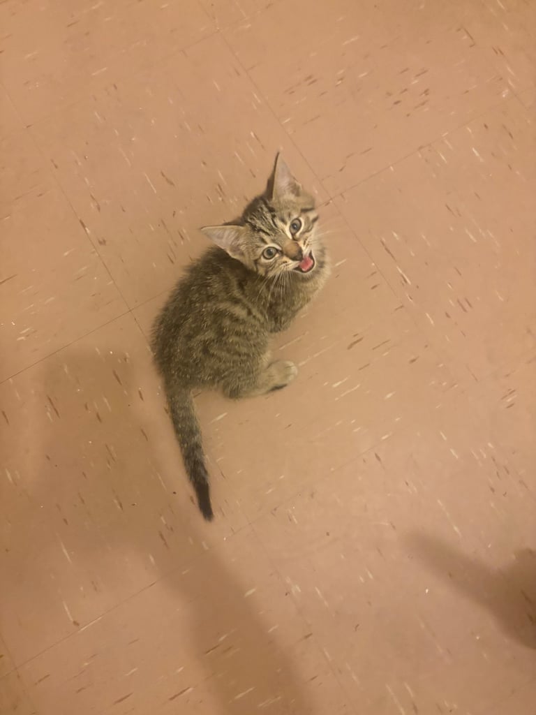 4 kittens 