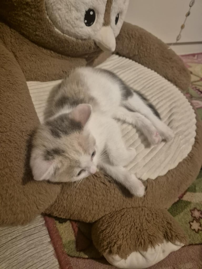 2 female kittens 