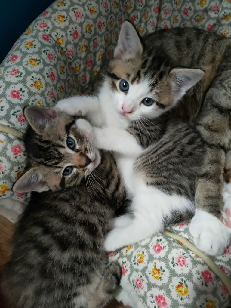 Kittens