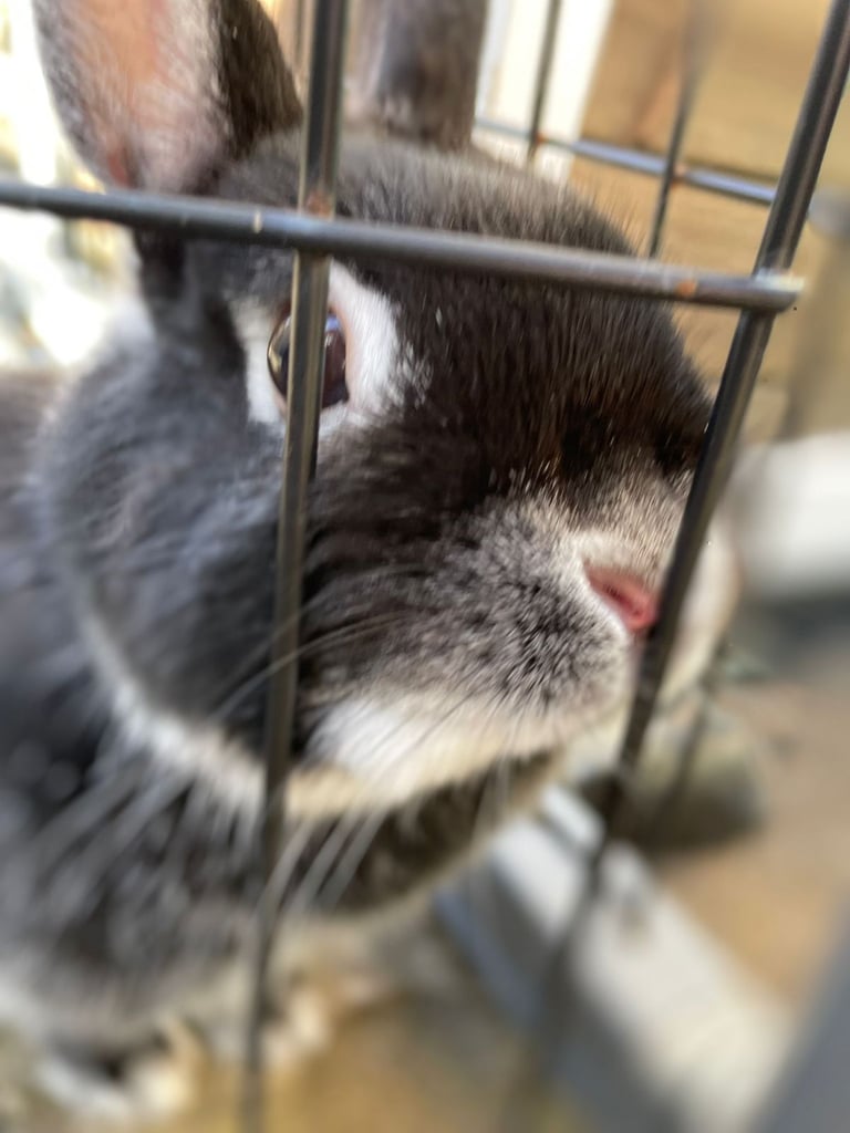 Netherland Dwarf Rabbit, including cage 