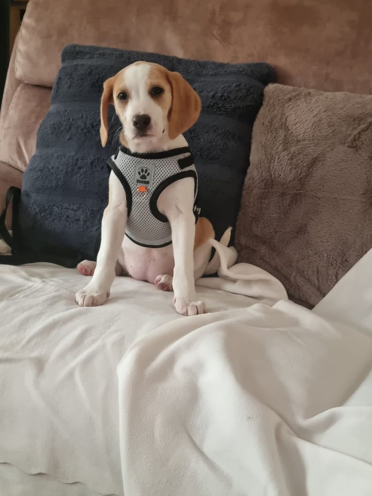 Beagle pup