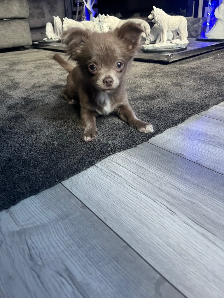 Blue/ lilac chihuahua boy for sale 