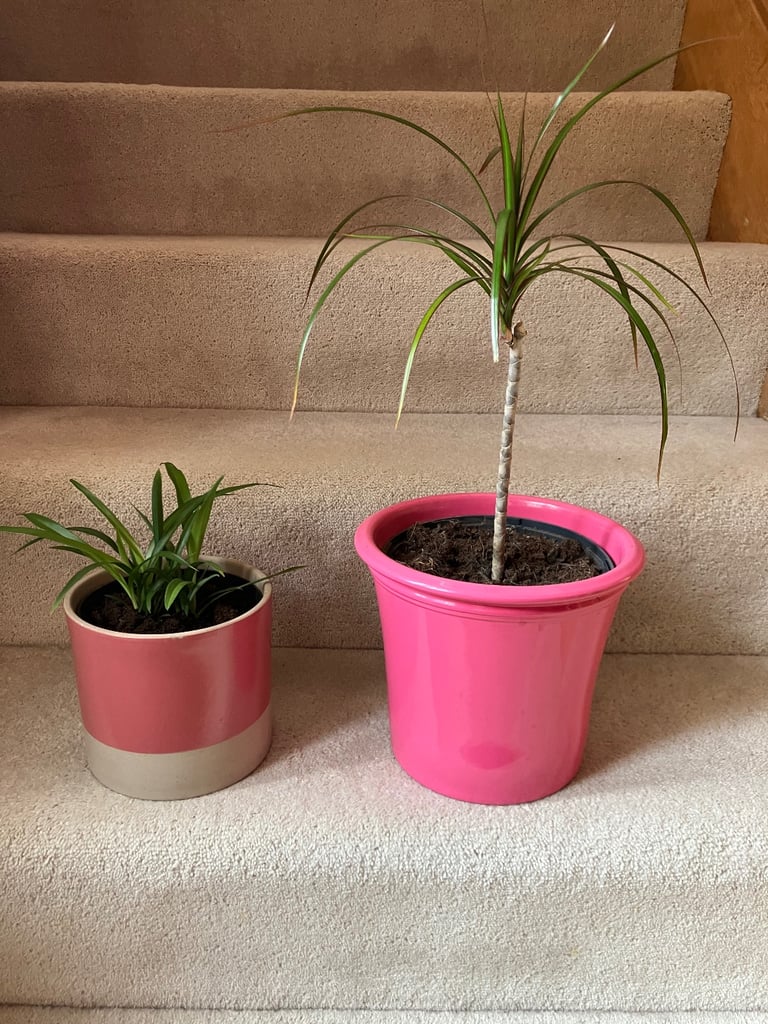 image for House plants in ceramic pots: Dragon Tree and Spider £18 for both. Collect Fulham