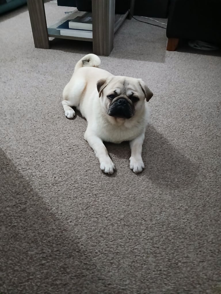 Pug male needs new home