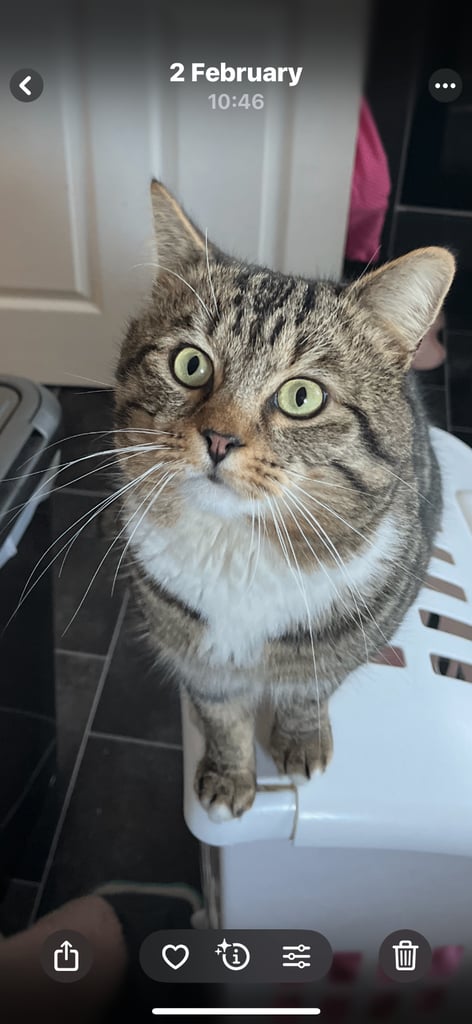Missing cat