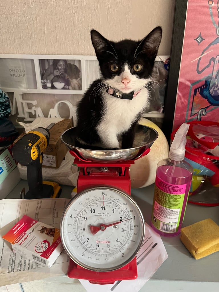 Female kitten 