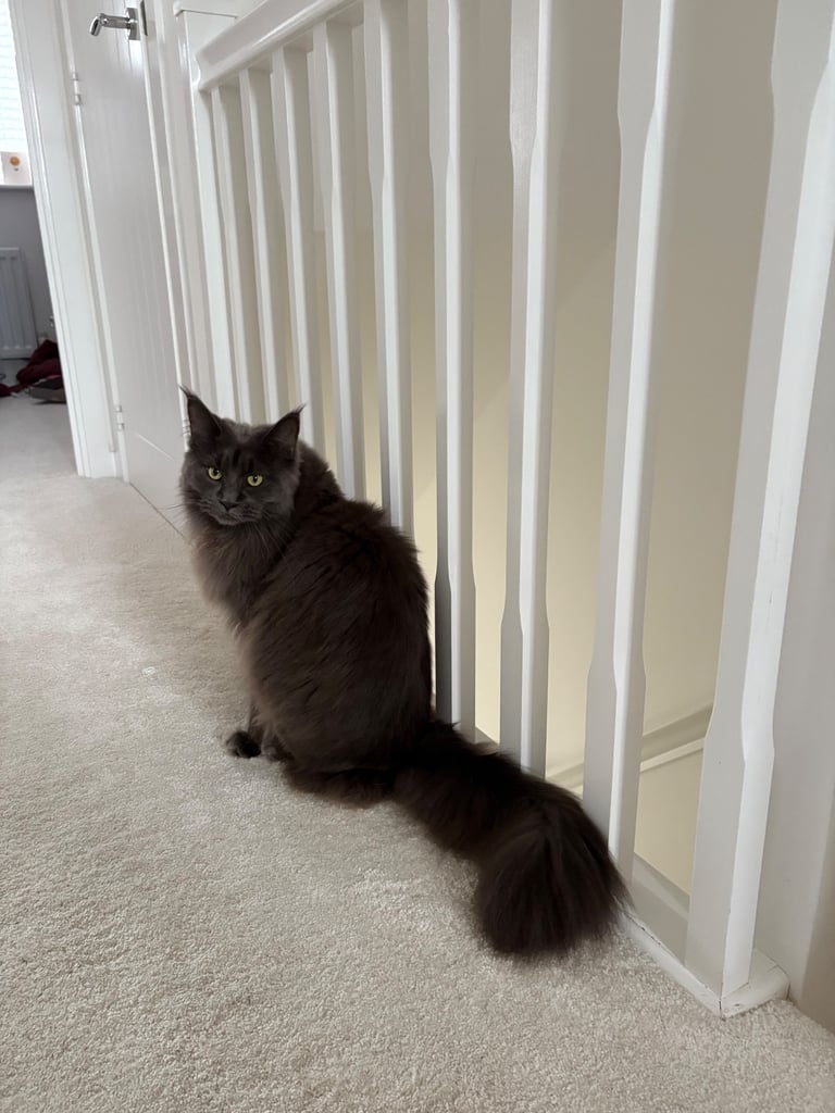 Maine Coon Girl