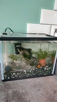 20L fish tank and 🐟
