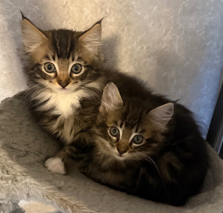 Maine Coon kittens