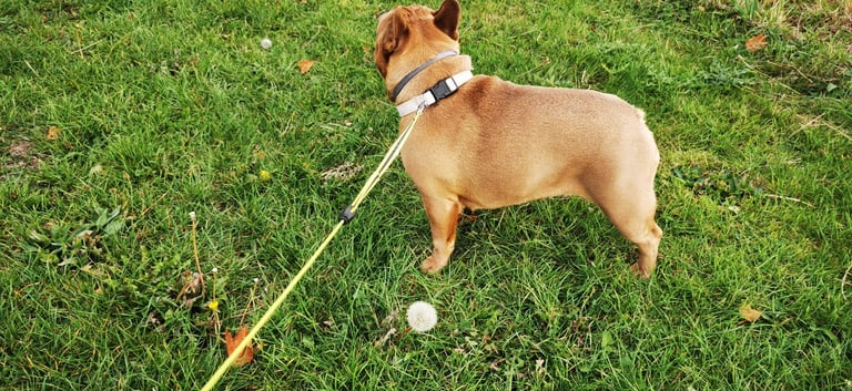 French Bulldog