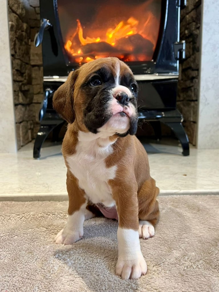 *Boxer puppies for sale*