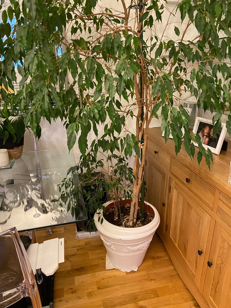 Indoor Plant 