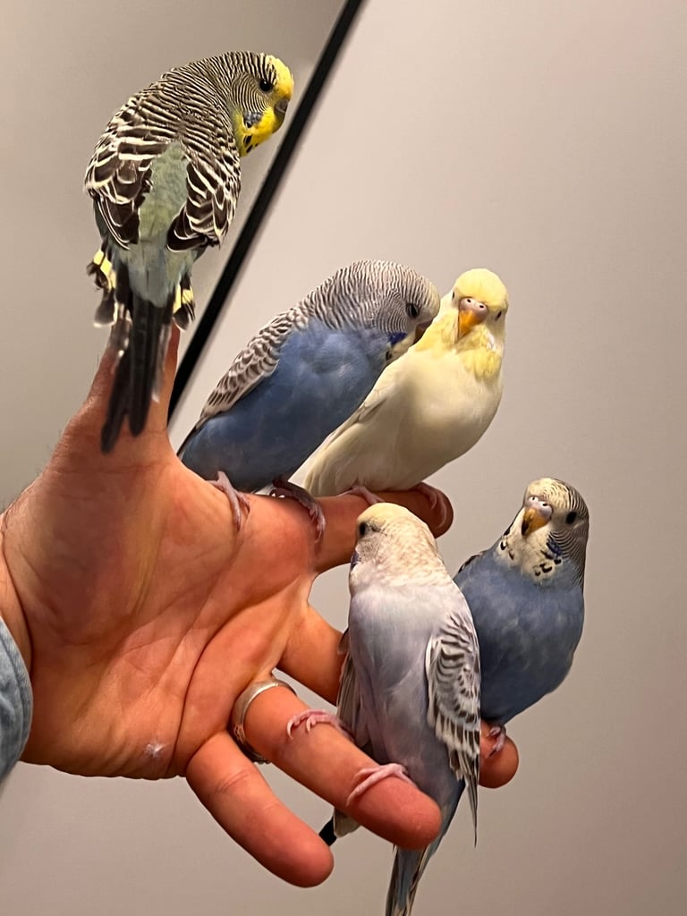 Budgies and cocktail for sale
