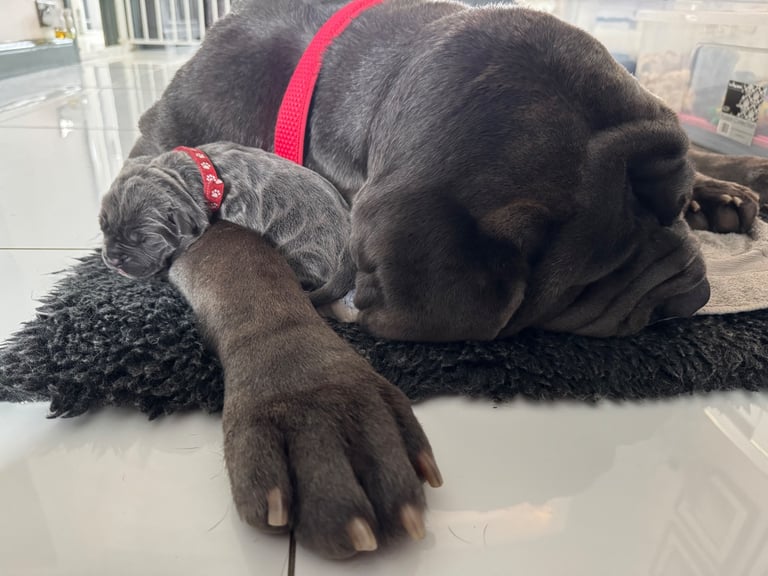 11 Neapolitan mastiff puppies for sale Newcastle 
