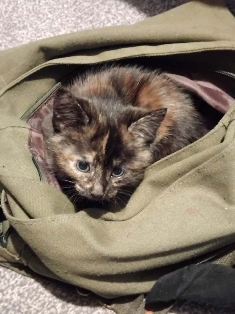 3 adorable 7 week old kittens looking for their forever home