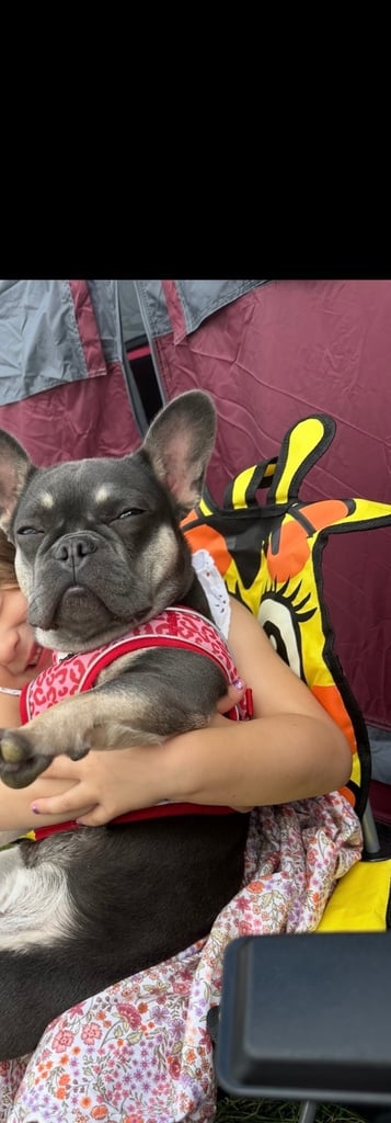 Female Frenchbull dog 